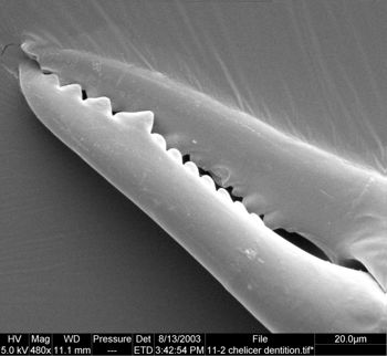 Media type: image;   Invertebrate Zoology 134647